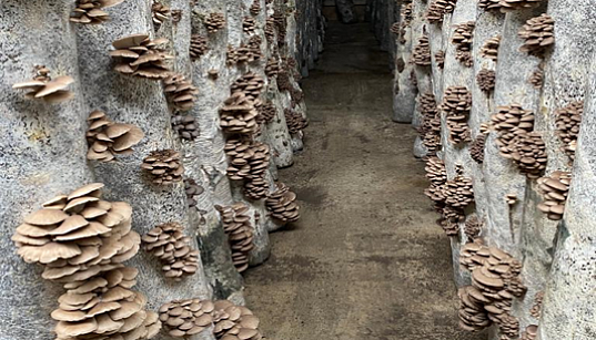 Заемное финансирование на создание l очереди консервного завода ИП Завгородней Наталье Николаевне Заемное финансирование на создание l очереди консервного завода ИП Завгородней Наталье Николаевне